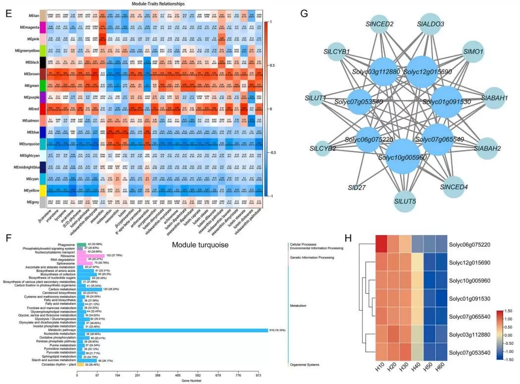 Carotenoid metabolomics and transcriptomics analysis of six development stages tomato fruit-2